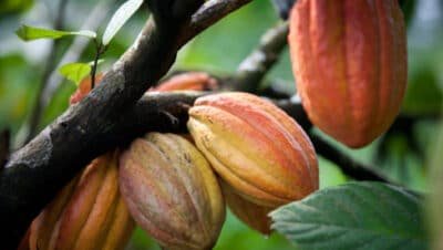 Imagen que representa y simboliza Comfama Urabá y refuerza el contenido de la noticia: Cacao y clima: el campo colombiano busca ser sostenible y Urabá tiene un papel