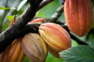 Cacao y clima: el campo colombiano busca ser sostenible y Urabá tiene un papel