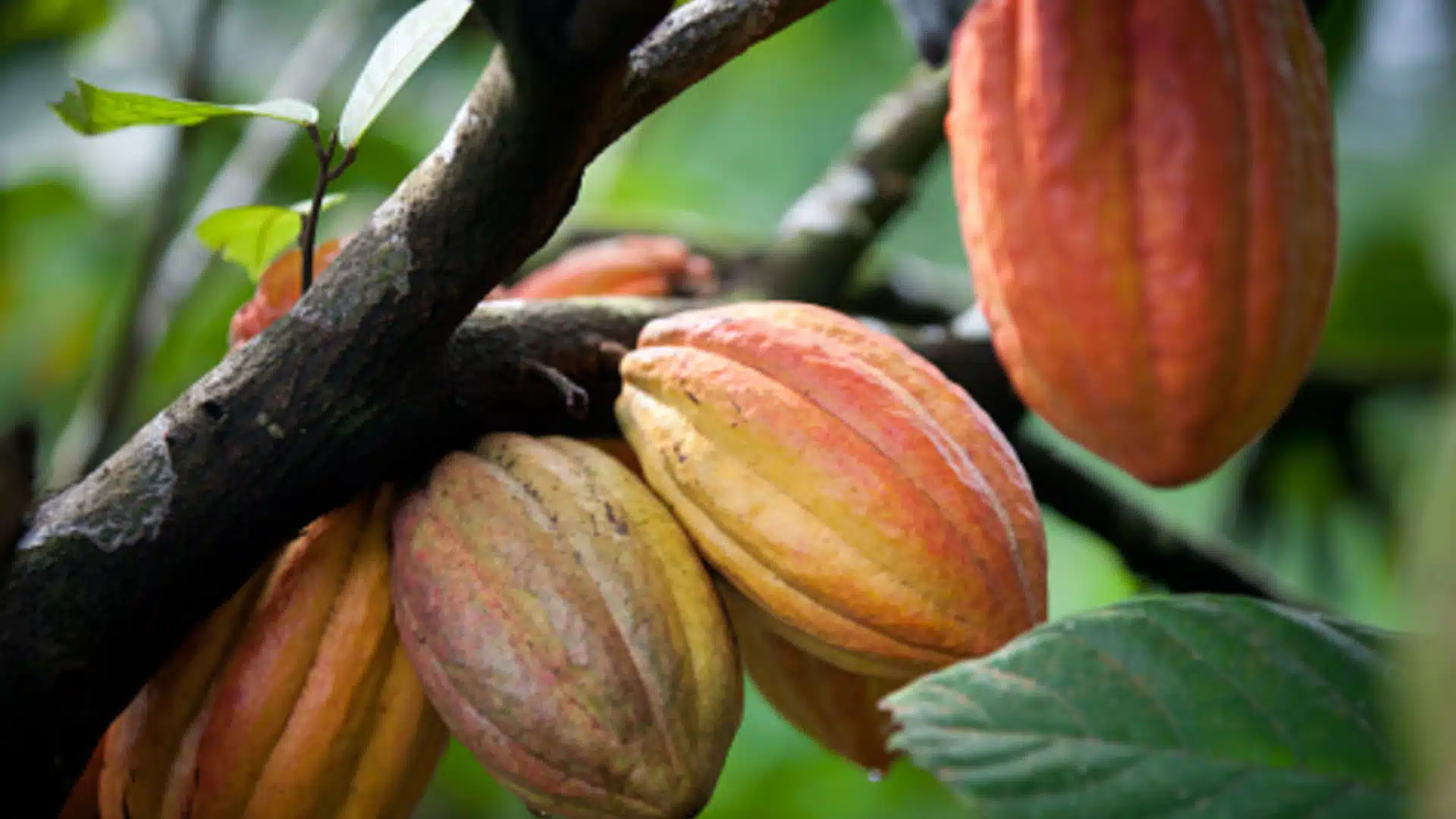 Imagen que representa y simboliza sistemas agroalimentarios sostenibles y refuerza el contenido de la noticia: Cacao y clima: el campo colombiano busca ser sostenible y Urabá tiene un papel