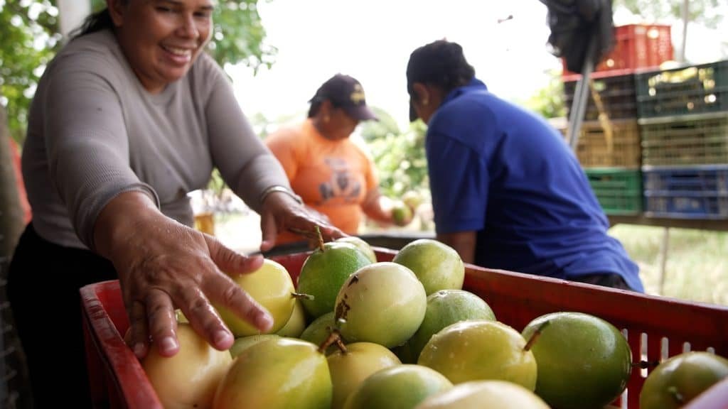 Mujeres rurales impulsan la economía de Colombia: el ejemplo de una empresaria de Chigorodó Empresaria rural de Chigorodó en su unidad productiva