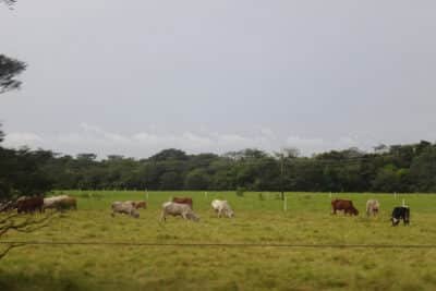 Ganadería bovina en Urabá, nueva frontera ganadera de Colombia