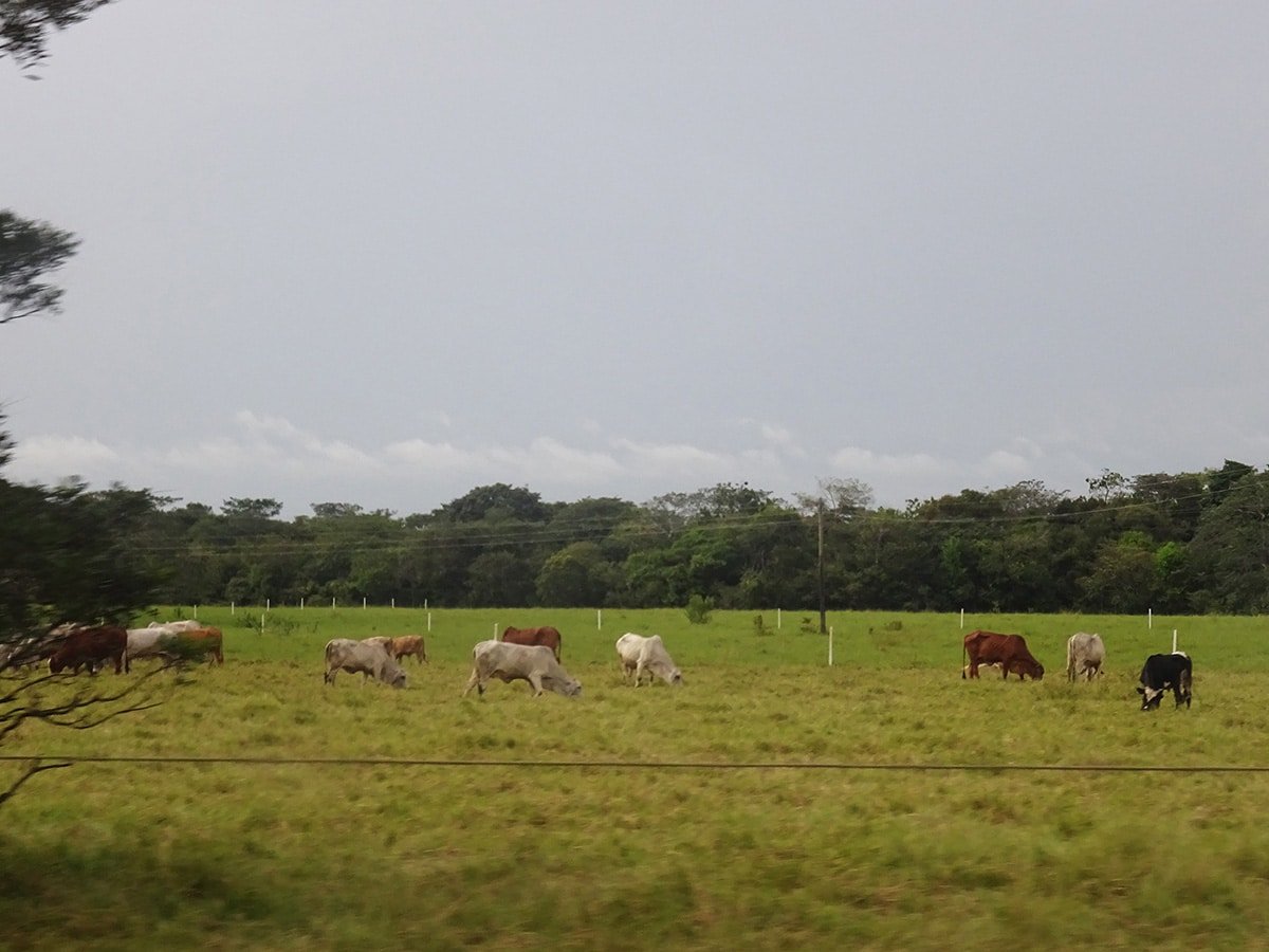 Ganadería bovina en Urabá, nueva frontera ganadera de Colombia