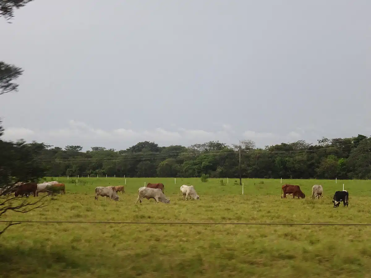 Ganadería bovina en Urabá, nueva frontera ganadera de Colombia